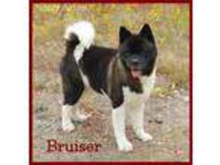 Akita Puppy for sale in Goldendale, WA, USA