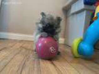 Pomeranian Puppy for sale in Thayer, MO, USA