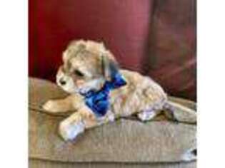 Mutt Puppy for sale in Costa Mesa, CA, USA