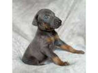 Doberman Pinscher Puppy for sale in Lula, GA, USA