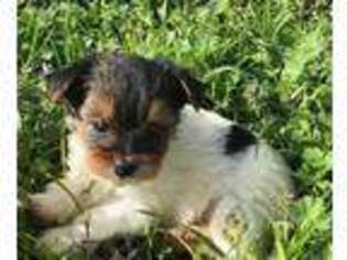 Yorkshire Terrier Puppy for sale in Lone Grove, OK, USA