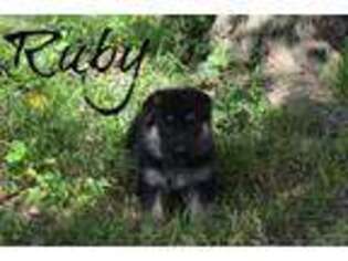 German Shepherd Dog Puppy for sale in Purdy, MO, USA