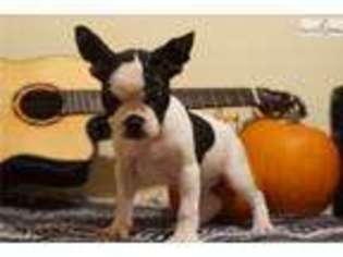French Bulldog Puppy for sale in Jackson, TN, USA