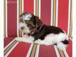 Biewer Terrier Puppy for sale in Canby, OR, USA