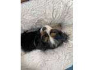 Cavalier King Charles Spaniel Puppy for sale in Coppell, TX, USA