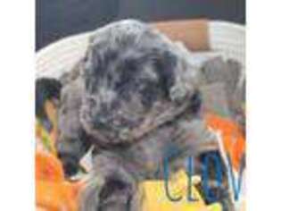 Labradoodle Puppy for sale in Erie, CO, USA