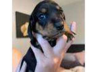 Dachshund Puppy for sale in El Paso, TX, USA