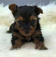 Yorkshire Terrier Puppy for sale in Vashon, WA, USA