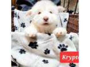 Alaskan Malamute Puppy for sale in Clovis, NM, USA
