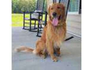 Golden Retriever Puppy for sale in Bennett, NC, USA