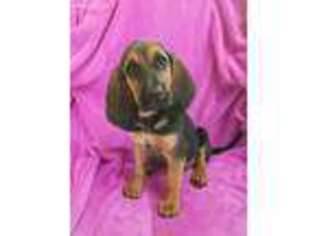 Bloodhound Puppy for sale in Riverside, CA, USA