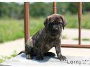 Mastiff Puppy for sale in EVART, MI, USA