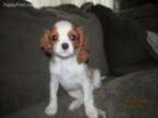 Cavalier King Charles Spaniel Puppy for sale in Sedalia, MO, USA