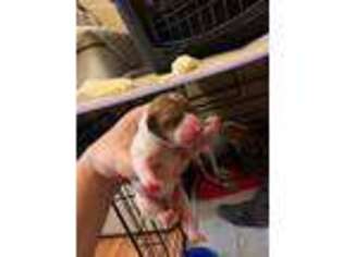 Rat Terrier Puppy for sale in Plaquemine, LA, USA