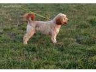 Goldendoodle Puppy for sale in Bernville, PA, USA