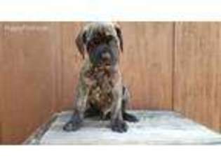 Mastiff Puppy for sale in Redding, CA, USA