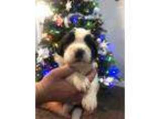 Saint Bernard Puppy for sale in Mentone, AL, USA