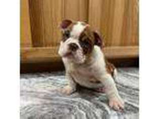 Bulldog Puppy for sale in Longmont, CO, USA