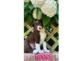 Border Collie Puppy for sale in Saint Clair, MO, USA