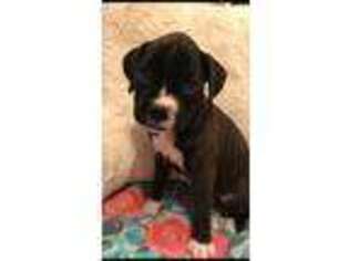 Boxer Puppy for sale in Warner, OK, USA