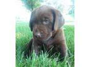 Labrador Retriever Puppy for sale in Plain City, OH, USA