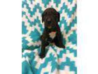 Great Dane Puppy for sale in San Marcos, CA, USA