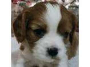 Cavalier King Charles Spaniel Puppy for sale in Campbell, TX, USA