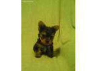 Yorkshire Terrier Puppy for sale in Huntsville, AR, USA