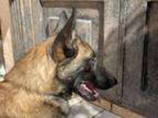 Belgian Malinois Puppy for sale in Tracy, CA, USA