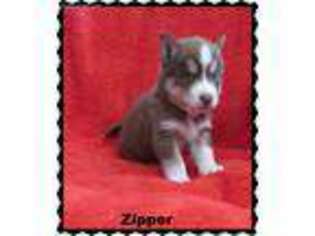 Siberian Husky Puppy for sale in Carbon, IN, USA