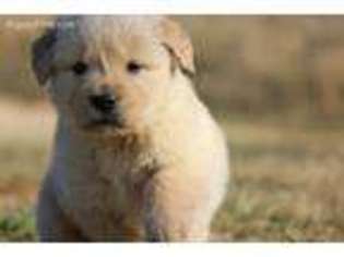 Golden Retriever Puppy for sale in Everton, AR, USA