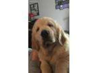 Golden Retriever Puppy for sale in Fort Worth, TX, USA