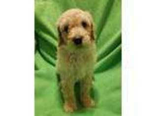 Goldendoodle Puppy for sale in Holmen, WI, USA