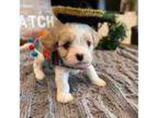 Cavachon Puppy for sale in Abernathy, TX, USA