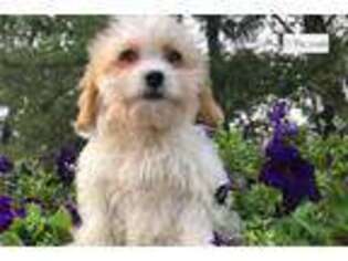 Cavachon Puppy for sale in Salina, KS, USA