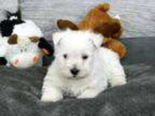 West Highland White Terrier Puppy for sale in Ogden, UT, USA