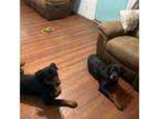 Rottweiler Puppy for sale in Terre Haute, IN, USA