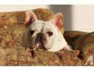 French Bulldog Puppy for sale in GRASS VALLEY, CA, USA