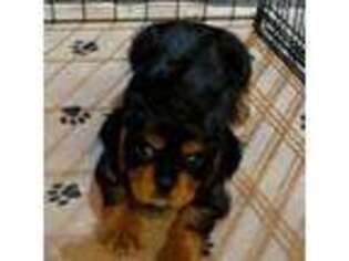 Cavalier King Charles Spaniel Puppy for sale in Kyle, TX, USA