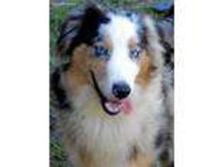 Australian Shepherd Puppy for sale in Squaw Valley, CA, USA