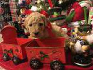 Goldendoodle Puppy for sale in Salt Lick, KY, USA