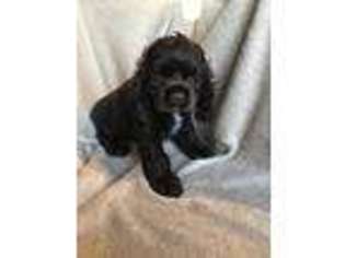 Cocker Spaniel Puppy for sale in New Braunfels, TX, USA