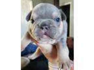French Bulldog Puppy for sale in Albemarle, NC, USA