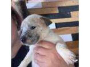 Australian Shepherd Puppy for sale in Colorado Springs, CO, USA