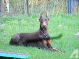 Doberman Pinscher Puppy for sale in MORAVIA, NY, USA
