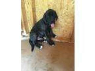 Mastiff Puppy for sale in Gastonia, NC, USA