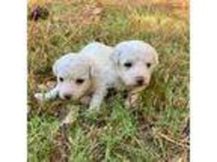 Bichon Frise Puppy for sale in Conyers, GA, USA