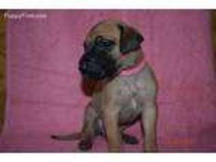 Great Dane Puppy for sale in Lowell, IN, USA