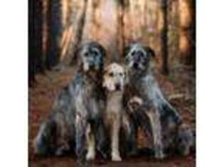 Irish Wolfhound Puppy for sale in Burlington, KY, USA