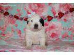 Saint Bernard Puppy for sale in Goshen, IN, USA